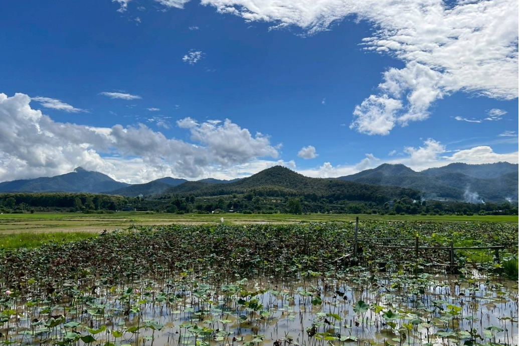 ขายดาวน์ ที่ดินผ่อน 30 ปี พร้าว รูป 7